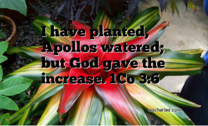 Let’s plant and water, and hope for the increase.